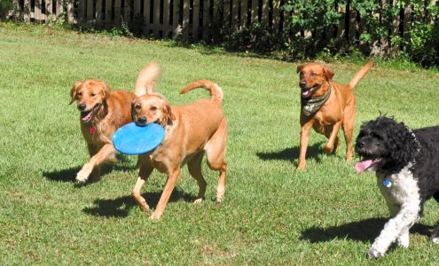Barker's Cove Kennels and Grooming