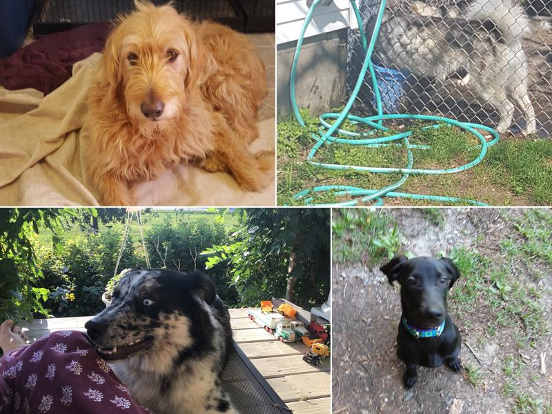 Lucky Puppies Dog Day Care