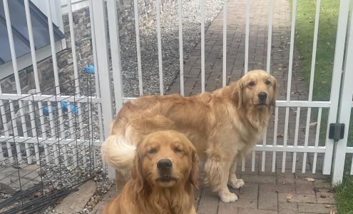 Crangold Boarding Kennels