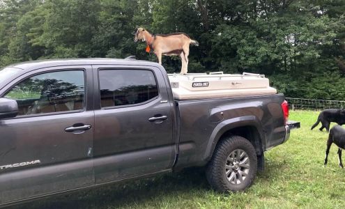 Clover Acres Livestock Veterinary Services Mount Holly