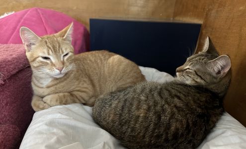 Humane Society of Hopewell