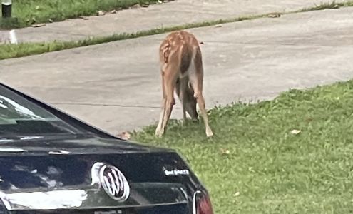 Gentle Harvest Custom Processing