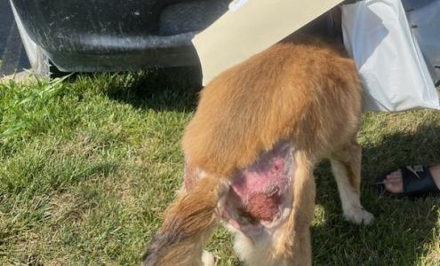 Cedar Run Pet Resort LLC 2551 Middleway Pike, Bunker Hill West Virginia 25413