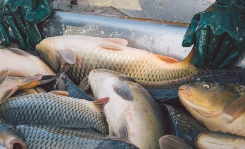 Zetts Tri-State Fish Farm & Hatchery Inwood