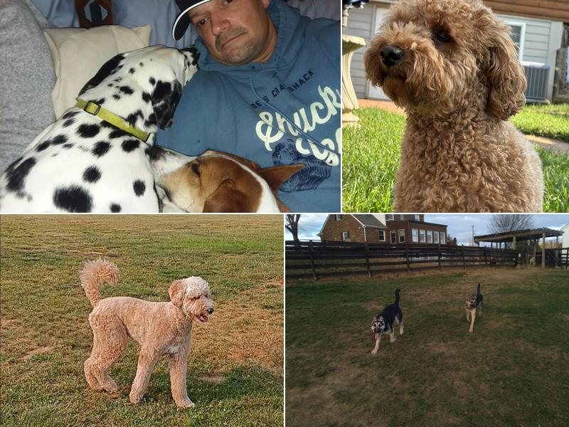 Home Away From Home Dog Boarding