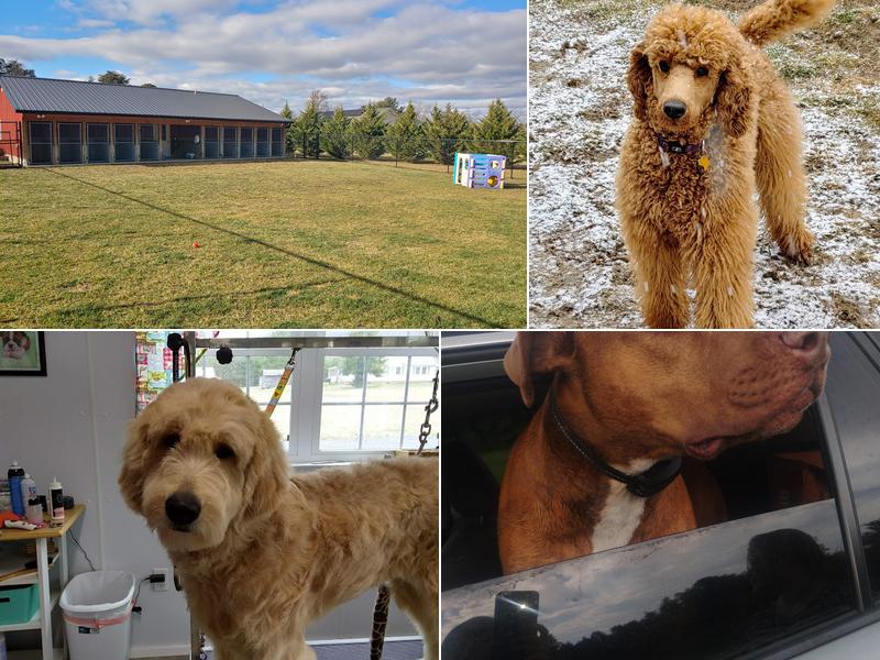 Mine Branch Dog Ranch