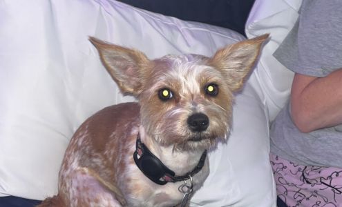 Pampered Pets Boutique