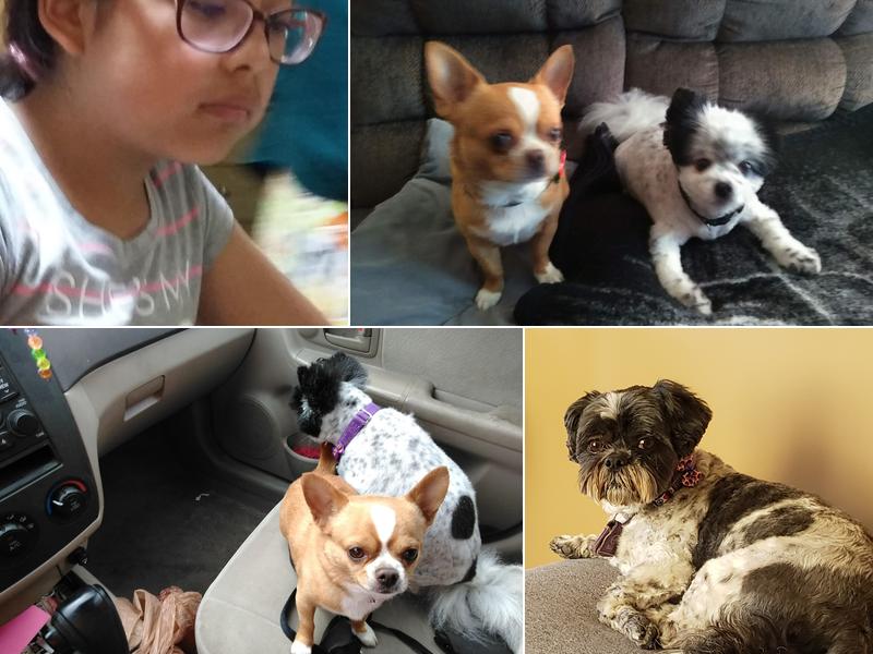 Rain Shadow Grooming