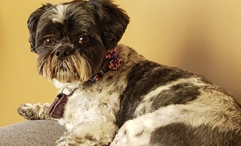 Rain Shadow Grooming