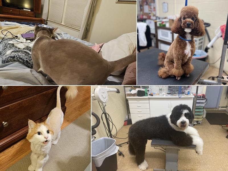 Dee's Cat & K9 Design