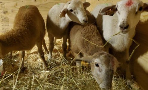 Barn Nanny, LLC 133 River Rd, Lebanon Maine 04027