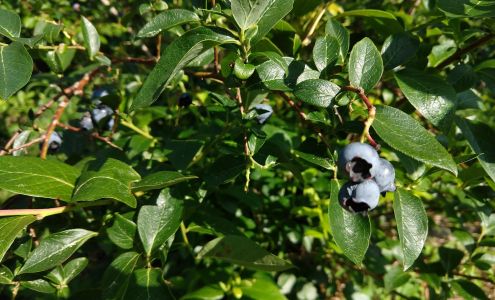 Berrybogg Farm Strafford