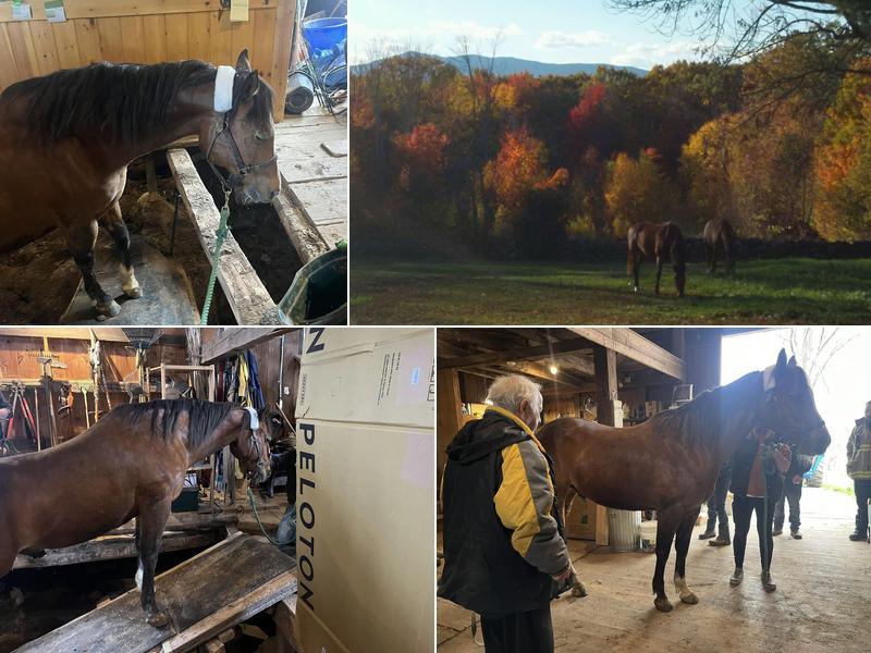 Monadnock Equine Veterinary Services