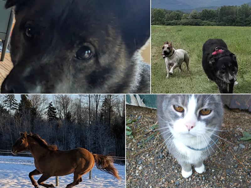 Peace of Mind Pet and Livestock Care LLC