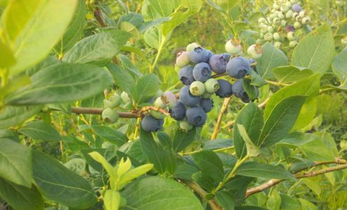 The Mull Farm Chatsworth