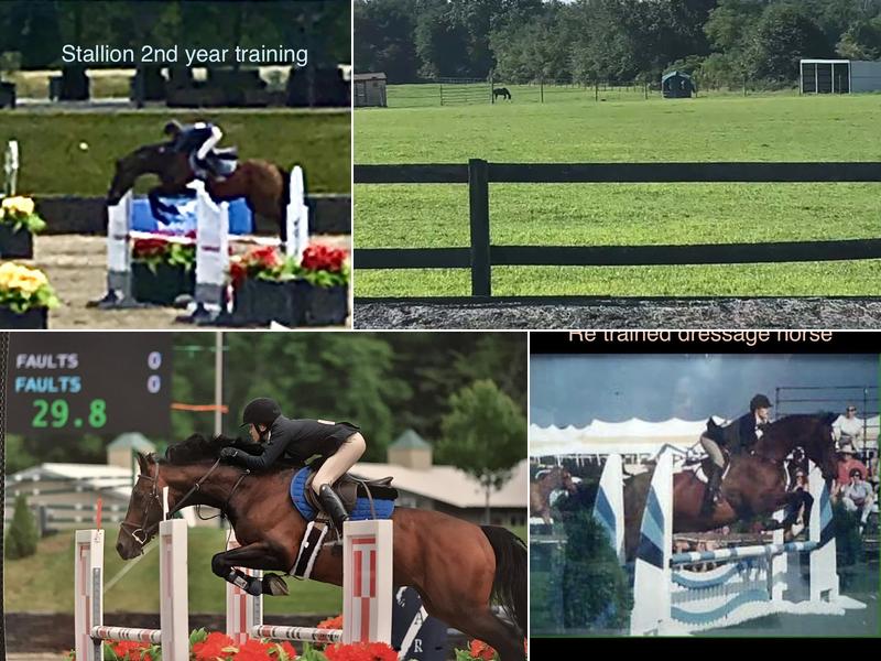 Breezy Equine Stables and Training