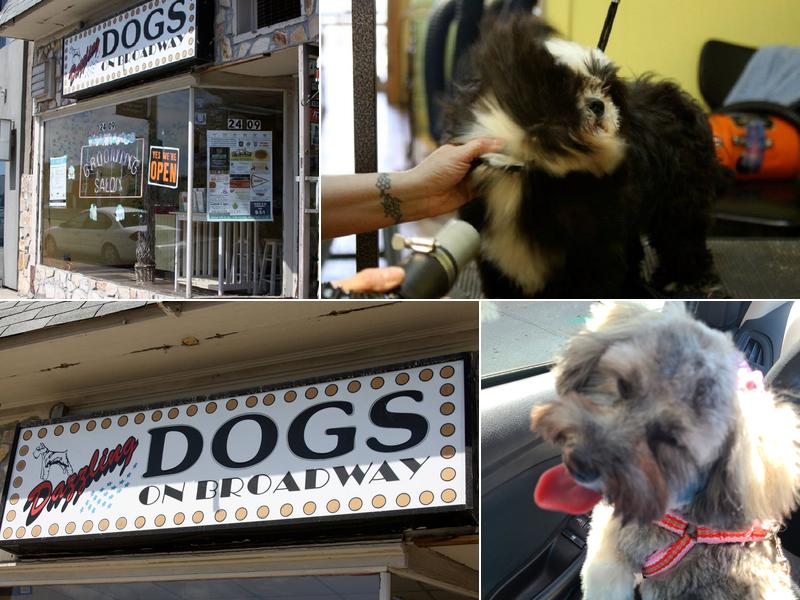 Dazzling Dogs On Broadway