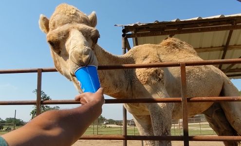 Arbuckle Wilderness Davis