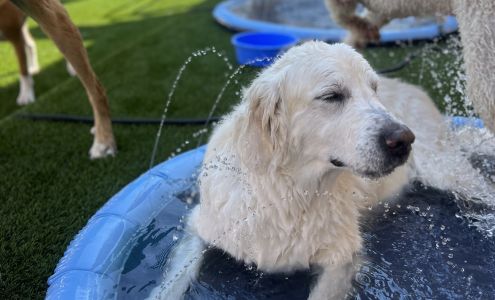The Woof on Cortez Daycare & Boarding