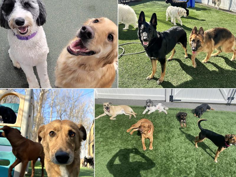 Dogtopia of Yorktown