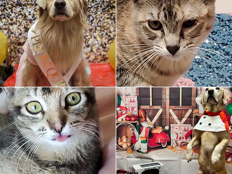 PetsHotel Coral Gables