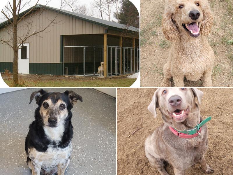 Almost Home Dog Boarding