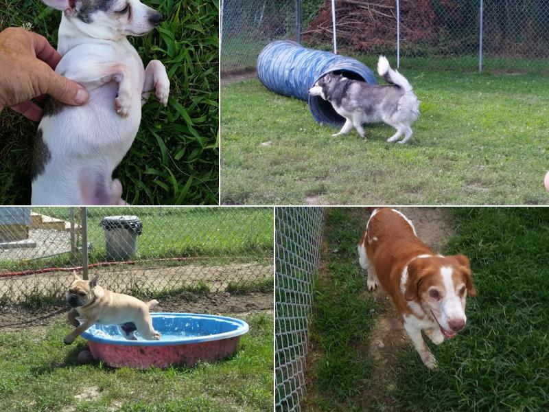 Pony Express Kennels