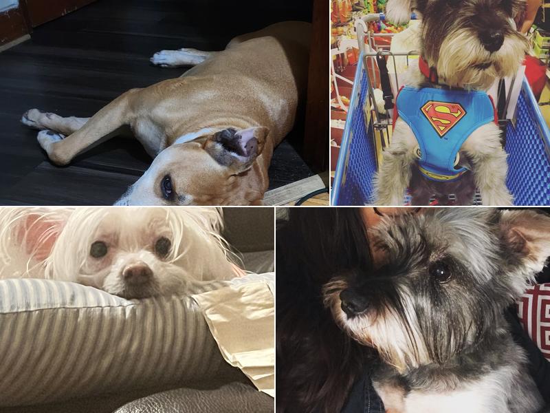 Eitan Houri DVM housecall veterinary services