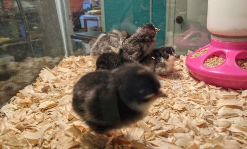 Community Action Planning