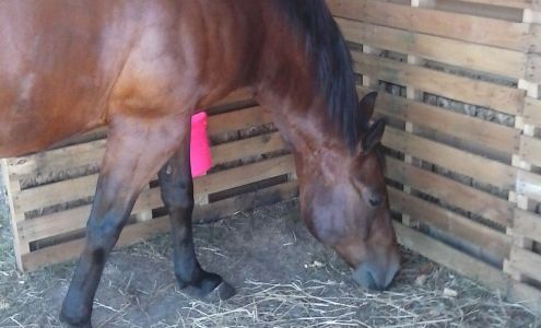 Stonewall Stables Tack & Gift Shop Sackets Harbor