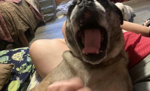 Aardvark Pet Sitting