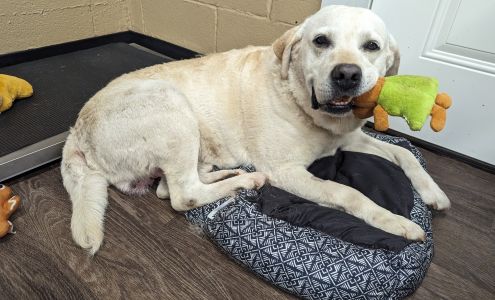 Brennan Humane Society