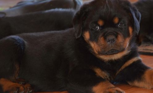 Choice K-9's Rottweiler puppies Fulton