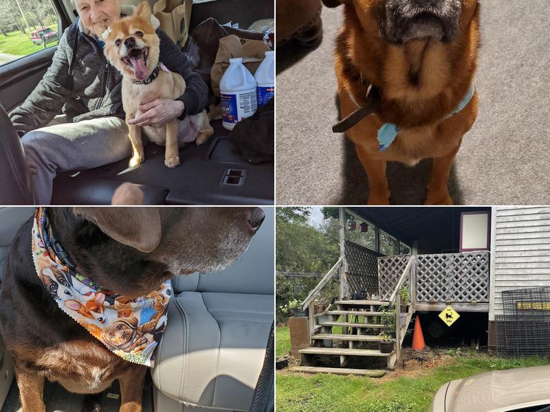 CREEKSIDE DOG GROOMING AND CAT NAP