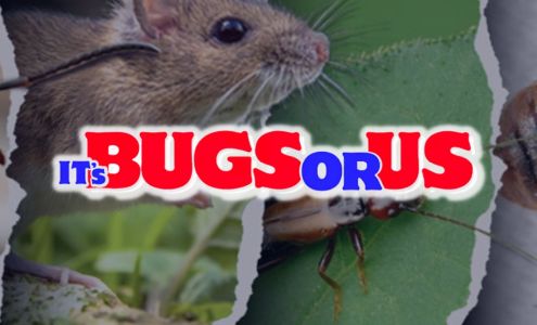 It's Bugs Or Us