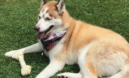 Patty's Pet Grooming 11171 Urban Rd, Dunkirk New York 14048