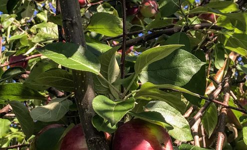 Meadows Farms Forestville