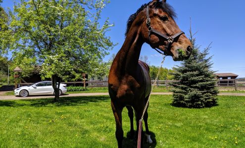 Greyhaven Sport Horses Vernon Center