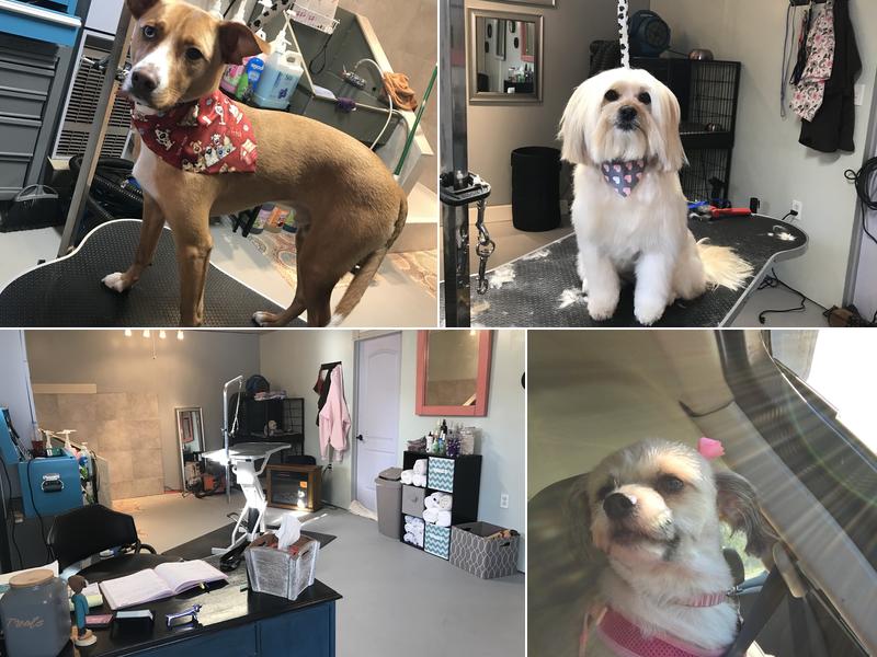 Mindys ShamPooches Dog grooming