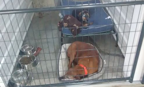 Joneseys K9 Kennel 9266 NY-37, Ogdensburg New York 13669