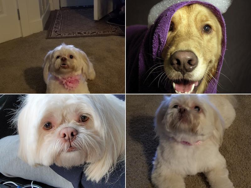 Fetching Looks Pet Grooming