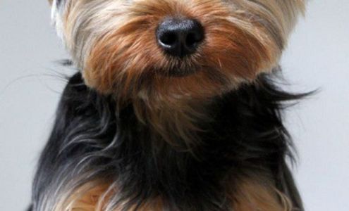 Dee's Pet Grooming 467 Shacksbush Rd, Bernhards Bay New York 13028