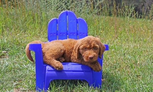 Lewis Manor Labradoodles Williamstown