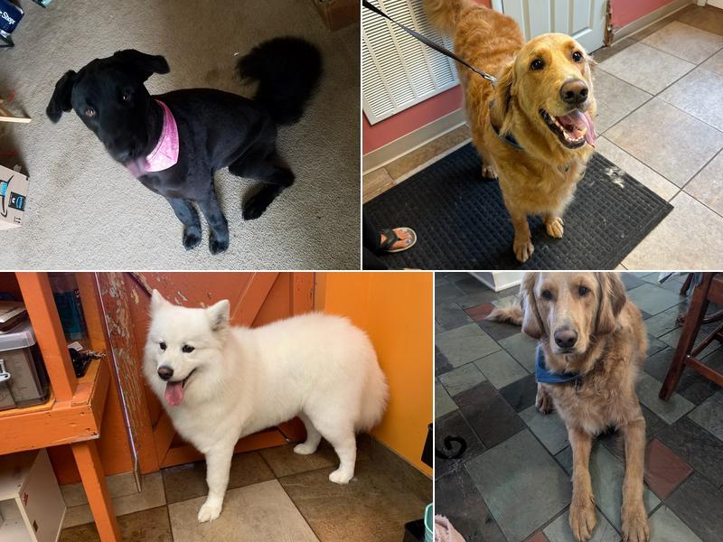 Wag n Wash pet grooming Livonia ny