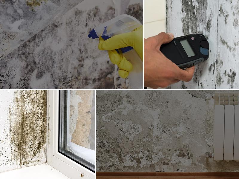 Everett Mold Removal Co.