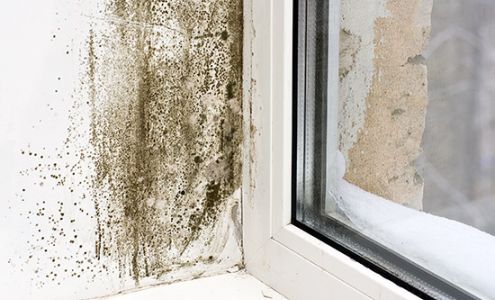 Everett Mold Removal Co.