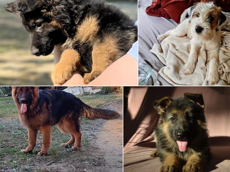 Ravenhill AKC German Shepherds