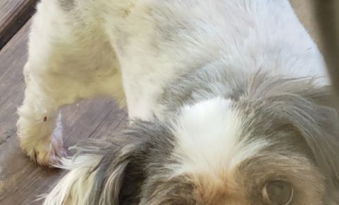 The Dog Shop 112 W Cherokee St, Blacksburg South Carolina 29702