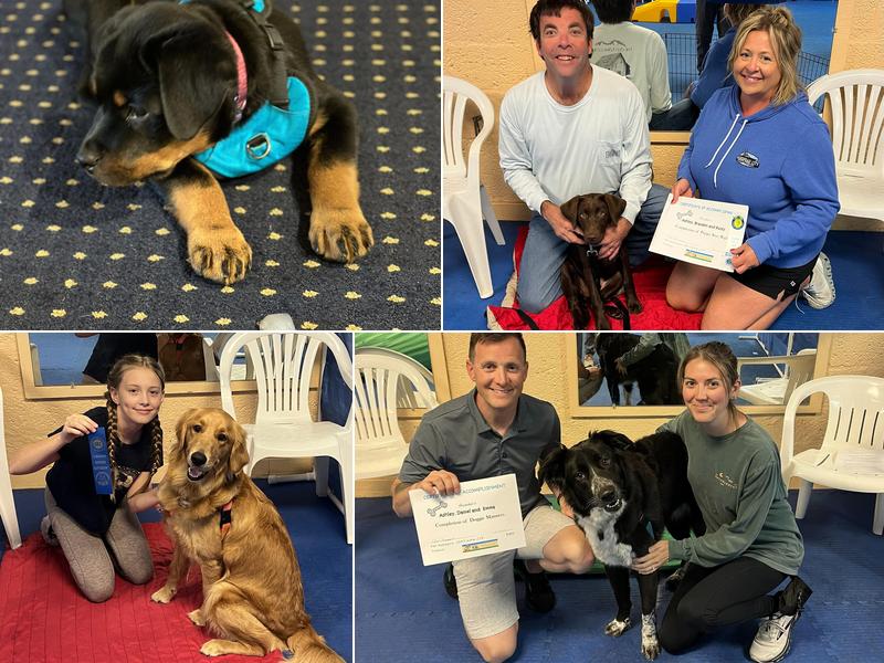 Hole In the Wall Dog Training