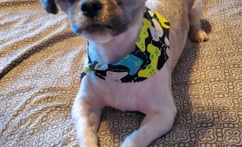 Meg's Grooming 301 1st Ave SW, Dickinson North Dakota 58601